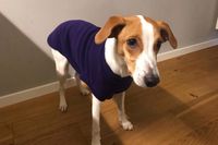Elli hat einen neuen Pullover