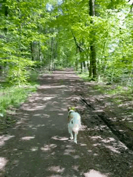 Kromfohrl&auml;nder