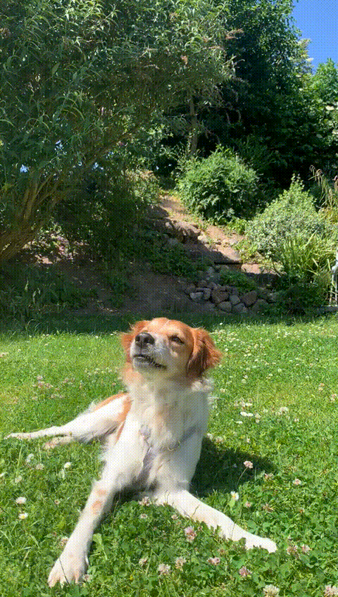 Kromfohrl&auml;nder