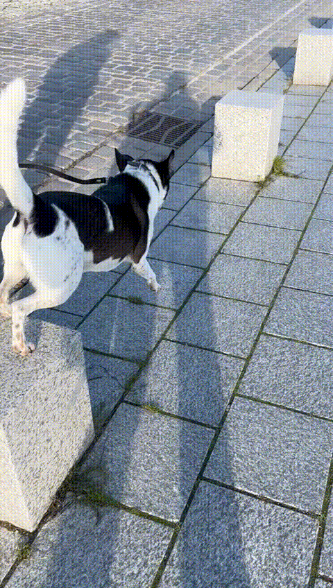Kromfohrl&auml;nder
