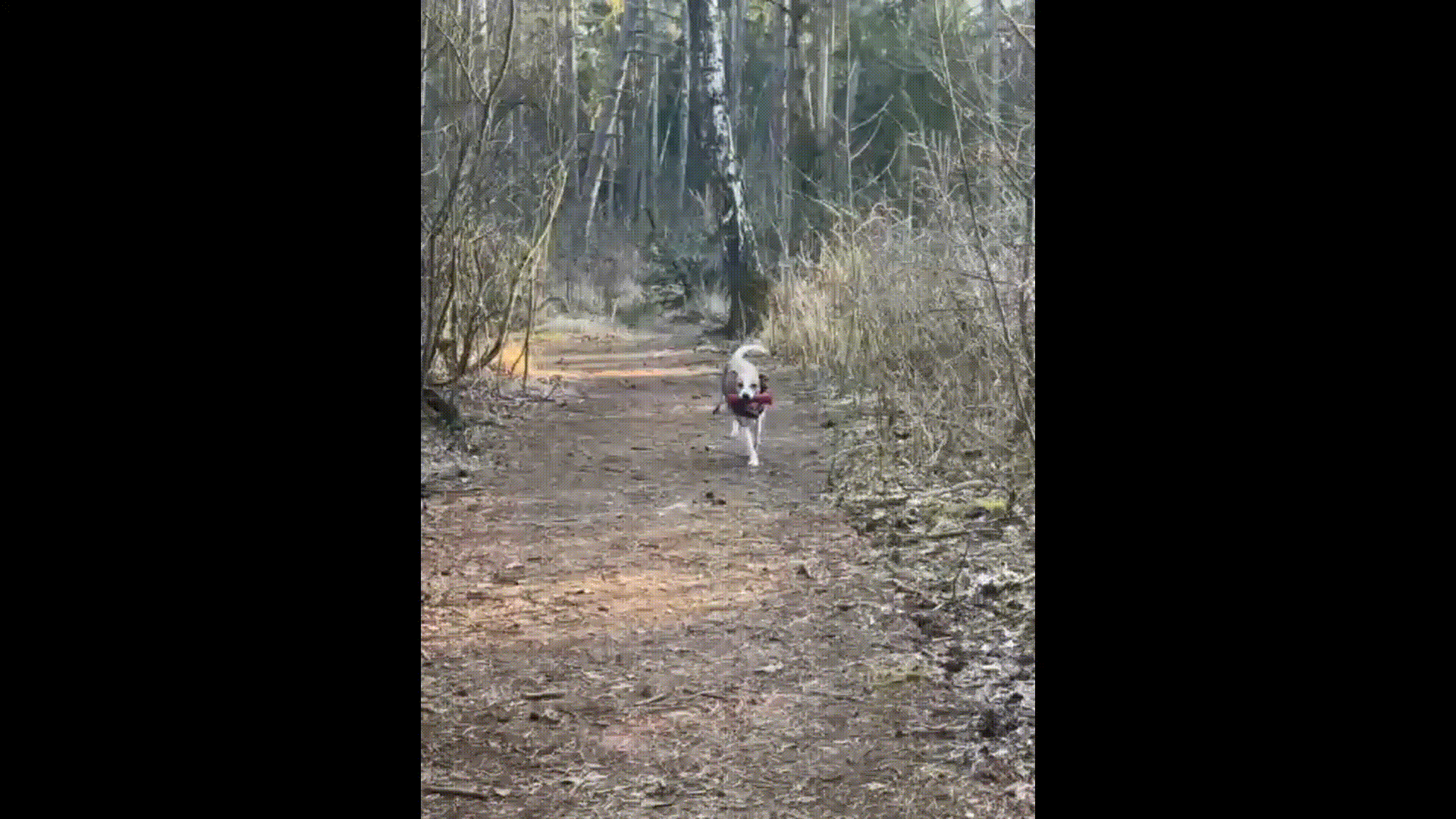 Kromfohrl&auml;nder